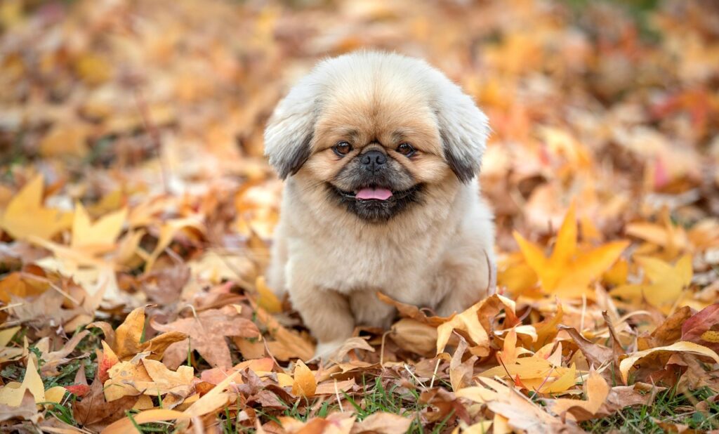 ディボットとは何か、その意味や使い方を解説しますか？