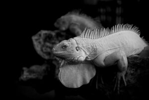 ディポットの魅力を最大限に引き出す活用法は？