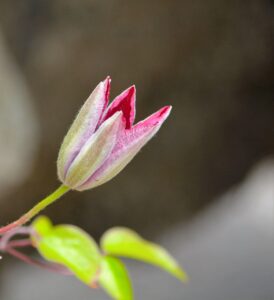 ゴルフ初心者が下半身をリードする方法は？